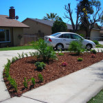 Japanese Boxwoods with Color